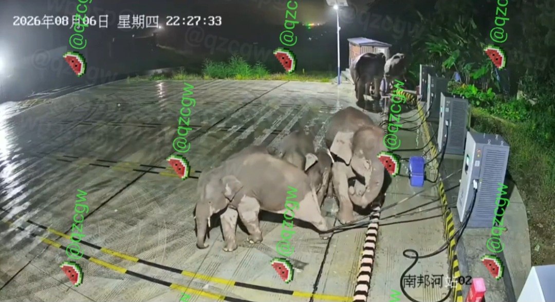 云南野生大象深夜闯入电动车充电站用鼻子拨弄设备进行夜间消遣