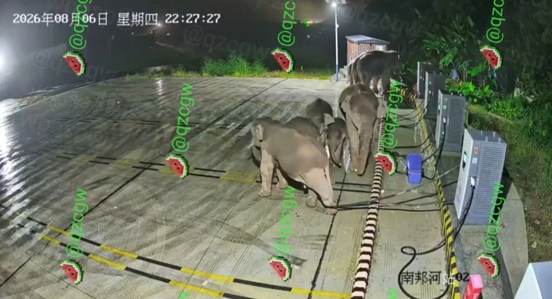 云南野生大象深夜闯入电动车充电站用鼻子拨弄设备进行夜间消遣