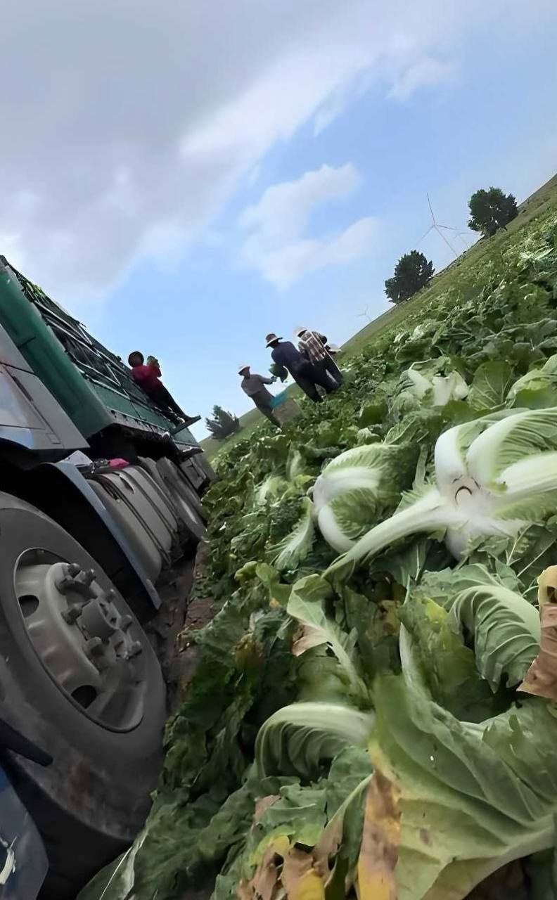 环保博主渔猎齐哥曝光张家口康保白菜根部使用甲醛溶液保鲜过程