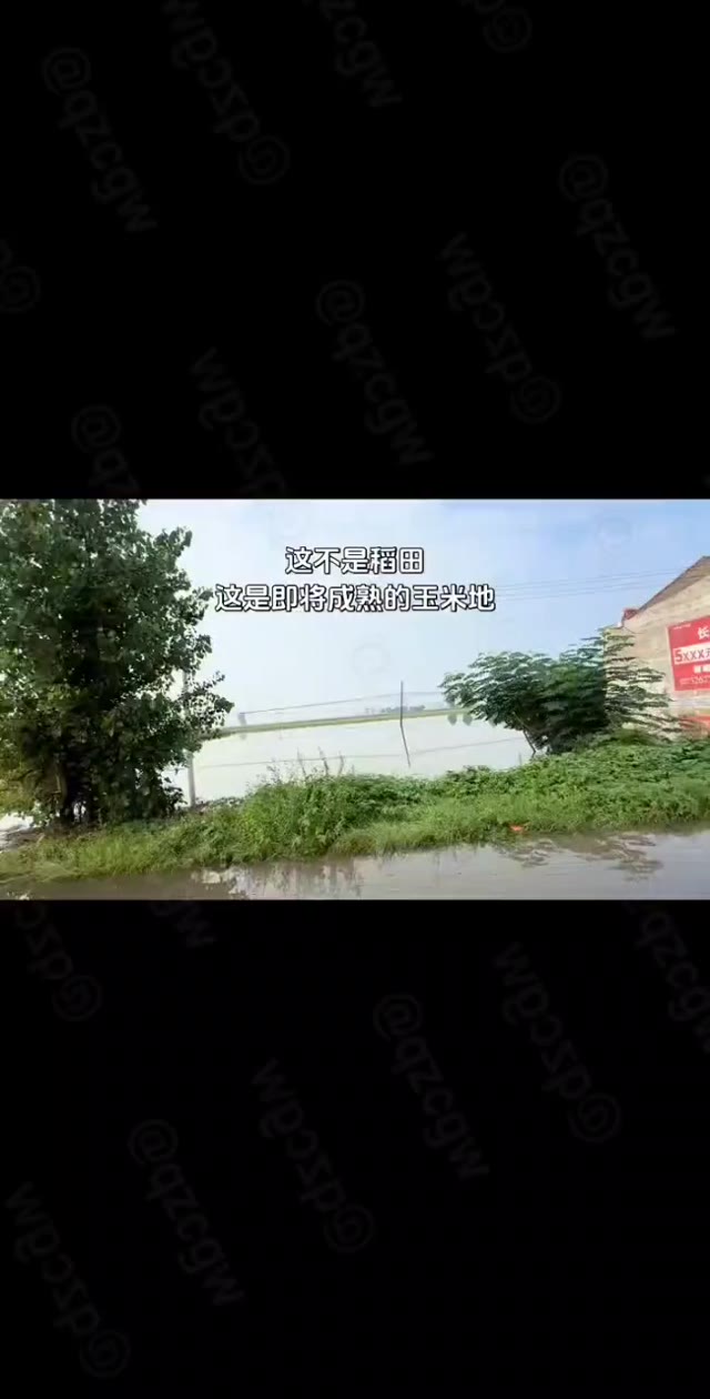 河南舞阳启用泥河洼滞洪区分洪以保下游安全导致大片农田被淹
