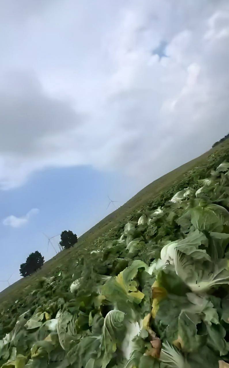 环保博主渔猎齐哥曝光张家口康保白菜根部使用甲醛溶液保鲜过程
